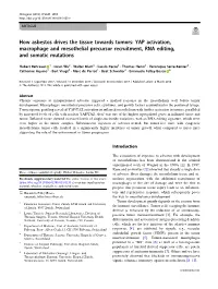 How Asbestos Drives the Tissue Towards Tumors: YAP Activation, Macrophage and Mesothelial Precursor Recruitment, RNA Editing, and Somatic Mutations