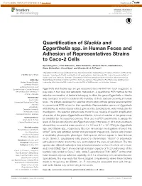 Quantification of Slackia and Eggerthella Spp. in Human Feces