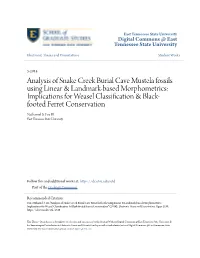 Analysis of Snake Creek Burial Cave Mustela Fossils Using Linear