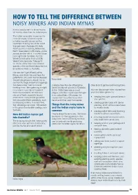 How to Tell the Difference Between Noisy Miners and Indian Mynas