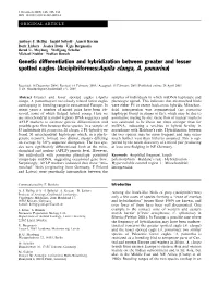 Genetic Differentiation and Hybridization Between Greater and Lesser Spotted Eagles (Accipitriformes:Aquila Clanga, A