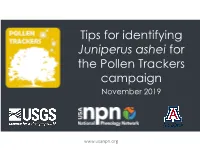 Tips for Identifying Juniperus Ashei for the Pollen Trackers Campaign November 2019