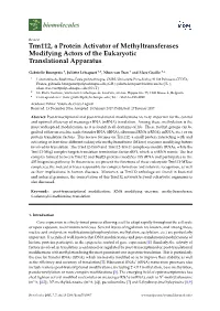 Trm112, a Protein Activator of Methyltransferases Modifying Actors of the Eukaryotic Translational Apparatus