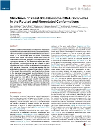 Structures of Yeast 80S Ribosome-Trna Complexes in the Rotated and Nonrotated Conformations