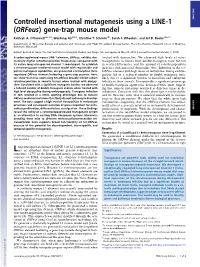Controlled Insertional Mutagenesis Using a LINE-1 (Orfeus) Gene-Trap