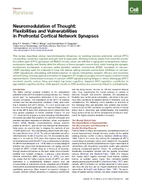 Flexibilities and Vulnerabilities in Prefrontal Cortical Network Synapses