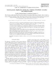Ancient Genome Duplications During the Evolution of Kiwifruit (Actinidia) and Related Ericales