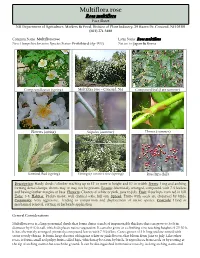 Multiflora Rose Orientalrosa Multiflora Bittersweet Control Guidelines Fact Sheet