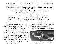 Coral Bioherms Below the Euphotic Zone in the Red Sea