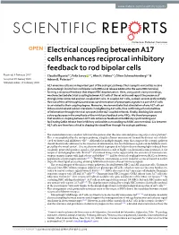Electrical Coupling Between A17 Cells Enhances Reciprocal Inhibitory