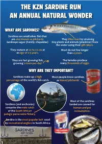 The KZN Sardine Run an ANNUAL NATURAL WONDER