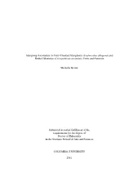 Intergroup Encounters in Grey-Cheeked Mangabeys (Lophocebus Albigena) and Redtail Monkeys (Cercopithecus Ascanius): Form and Function