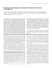 Structure and Emergence of Specific Olfactory Glomeruli in The