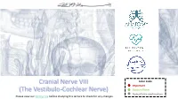 Cranial Nerve VIII