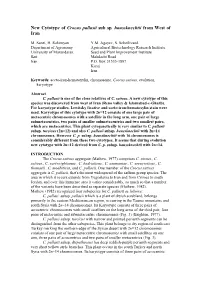 New Cytotype of Crocus Pallasii Sub Sp