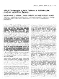 ARIA Is Concentrated in Nerve Terminals at Neuromuscular Junctions and at Other Synapses