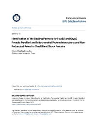 Identification of the Binding Partners for Hspb2 and Cryab Reveals