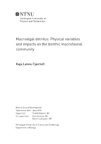 Macroalgal Detritus: Physical Variables and Impacts on the Benthic Macrofaunal Community