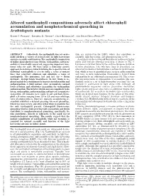Altered Xanthophyll Compositions Adversely Affect Chlorophyll Accumulation and Nonphotochemical Quenching in Arabidopsis Mutants