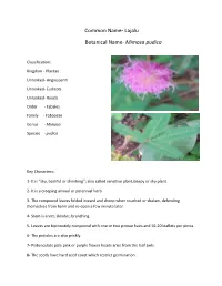 Common Name- Lajalu Botanical Name- Mimosa Pudica
