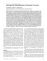 Interspecific Hybridization in Hazelnut (Corylus)