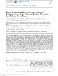 Living Between Rapids: Genetic Structure and Hybridization in Botos (Cetacea: Iniidae: Inia Spp.) of the Madeira River, Brazil