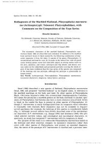 Tus (Actinopterygii: Teleostei: Platycephalidae), with Comments on the Composition of the Type Series