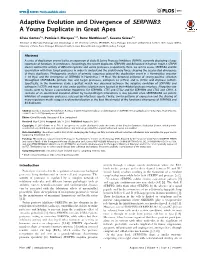 Adaptive Evolution and Divergence of SERPINB3: a Young Duplicate in Great Apes