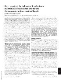 Ku Is Required for Telomeric C-Rich Strand Maintenance but Not for End-To-End Chromosome Fusions in Arabidopsis