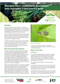 Managing Insect Contaminants in Processed Leafy Vegetables: a Best Practice Guide