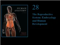 The Reproductive System: Embryology and Human Development