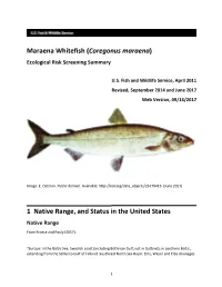 Coregonus Maraena) Ecological Risk Screening Summary