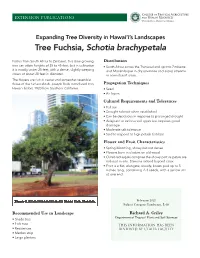 Tree Fuchsia, Schotia Brachypetala
