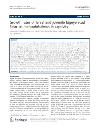 Growth Rates of Larval and Juvenile Bigeye Scad Selar