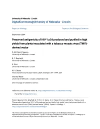 Preserved Antigenicity of HIV-1 P24 Produced and Purified in High Yields from Plants Inoculated with a Tobacco Mosaic Virus (TMV)- Derived Vector