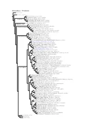 Furnariinae Species Tree, Part 1