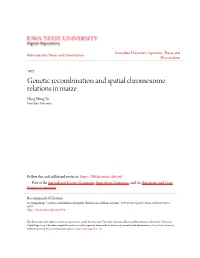 Genetic Recombination and Spatial Chromosome Relations in Maize Ming-Hung Yu Iowa State University