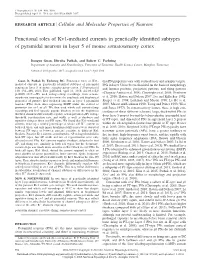 Functional Roles of Kv1-Mediated Currents in Genetically Identified