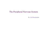 The Peripheral Nervous System