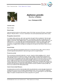 Aiphanes Grandis Borchs