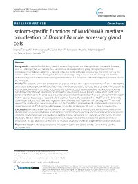 Isoform-Specific Functions of Mud/Numa Mediate Binucleation Of