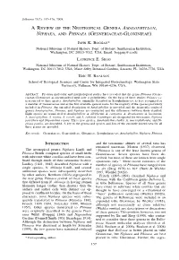 A Review of the Neotropical Genera Amalophyllon