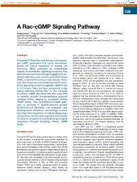 A Rac-Cgmp Signaling Pathway