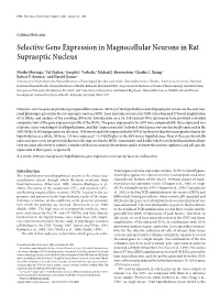 Selective Gene Expression in Magnocellular Neurons in Rat Supraoptic Nucleus
