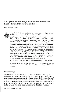 The Ground Sloth Megatherium Americanum: Skull Shape, Bite Forces, and Diet