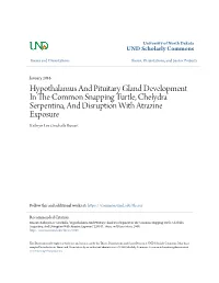 Hypothalamus and Pituitary Gland Development in the Common Snapping Turtle, Chelydra Serpentina, and Disruption with Atrazine Exposure