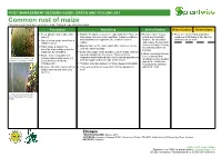 Common Rust of Maize Puccinia Sorghi Amharic: Ye Bekelo Wag; Tigrigna: Nay Efun Humodya Prevention Monitoring Direct Control Direct Control Restrictions