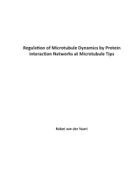 Regulation of Microtubule Dynamics by Protein Interaction Networks At