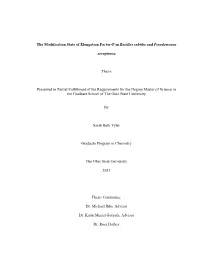 The Modification State of Elongation Factor-P in Bacillus Subtilis and Pseudomonas