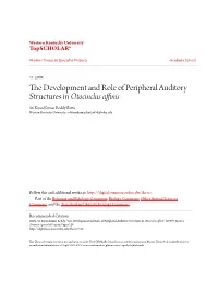 The Development and Role of Peripheral Auditory
